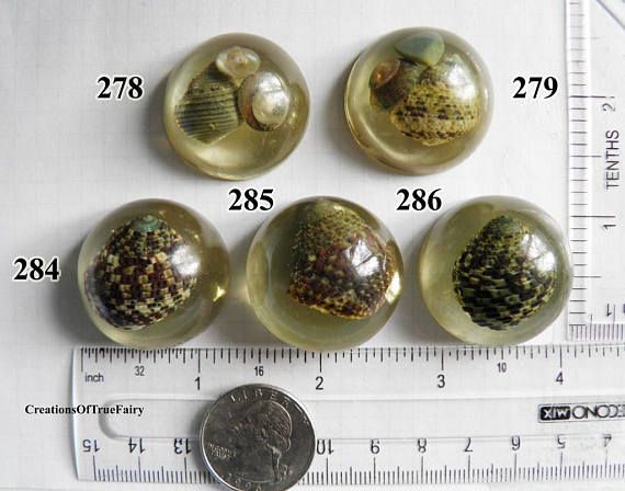 Green seashells cabochons Jewellry making supplies Sea beach jewelry findings su...
