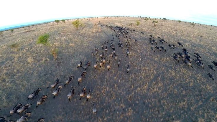 Homemade Safari: Incredible Drone Footage Of Serengeti Wildlife
