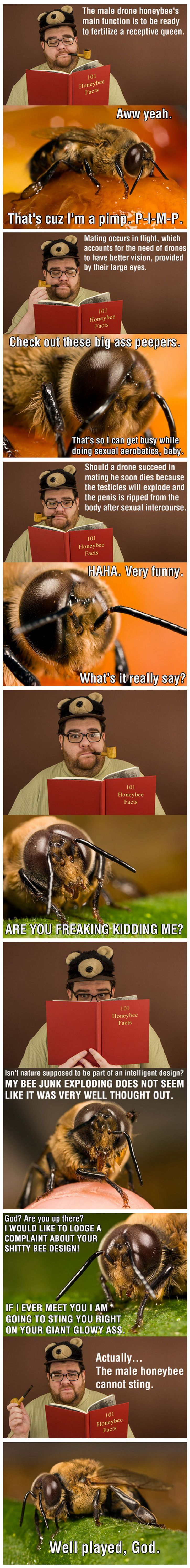 The Plight Of The Honeybee