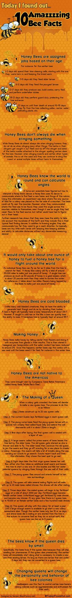 Top Ten Bee Facts – Infographic