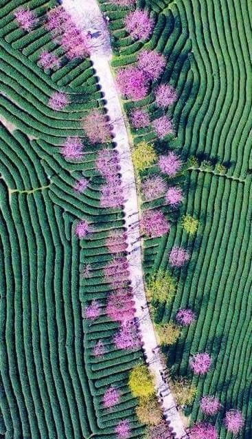 Champs de théiers et cerisiers en fleurs, Chine
