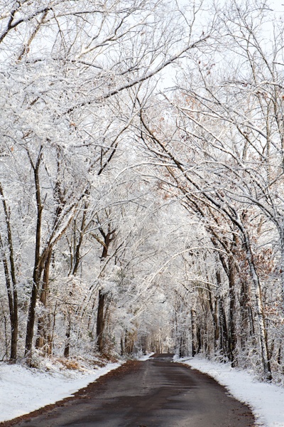 Mineola Nature Preserve in Winter - Bella Pop Photography