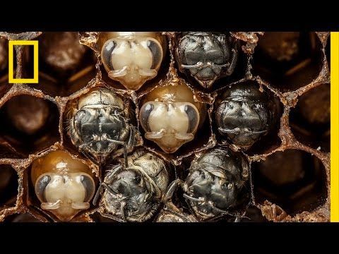 Drone Homemade : Amazing Time-Lapse: Bees Hatch Before Your Eyes | National Geog...