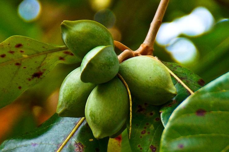 17 AWESOME BENEFITS OF THE TROPICAL ALMOND. Tropical almond is a powerful but ye...