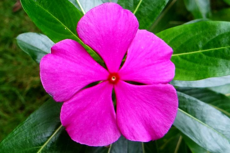 25 EXCEPTIONAL BENEFITS OF CATHARANTHUS ROSEUS. What do you know about rosy peri...