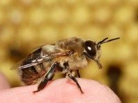 Drone Homemade : 11 Natural Bee Sting Remedies