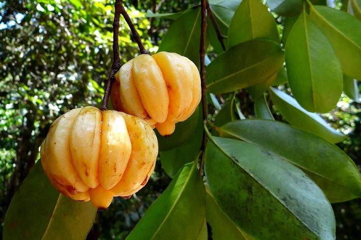 NUTRITIONAL VALUES, BENEFITS AND USES OF GARCINIA GUMMI-GUTTA. This post sheds l...