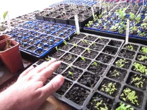 What you can grow in a greenhouse === #greenhouse #winter #gardening #coldclimat...