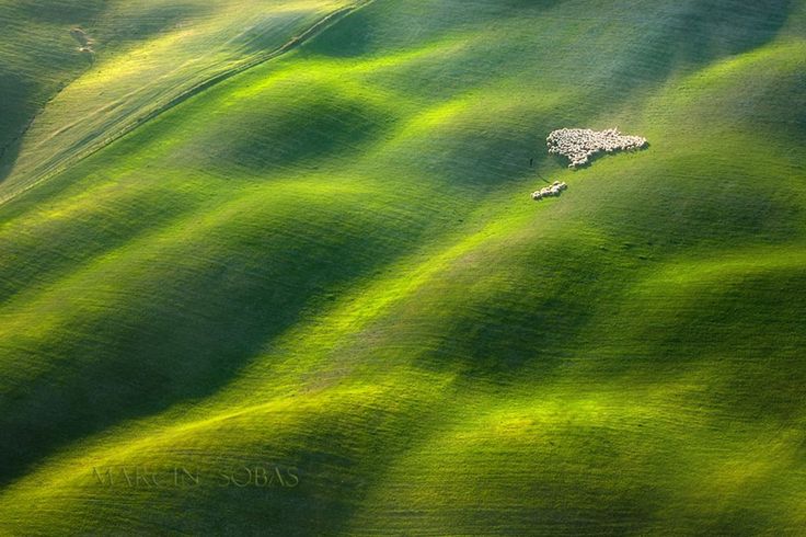 Des moutons dans les champs de Toscane par Marcin Sobas - www.2tout2rien.fr...
