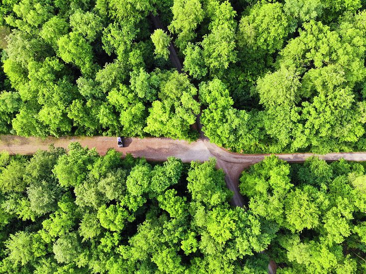 Green trees in a forest -- and a car. Aerial photography, captured from above wi...