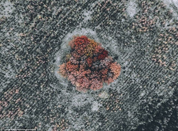 Abstract aerial: While he was out in a field, Tobias Hägg noticed this set of t...