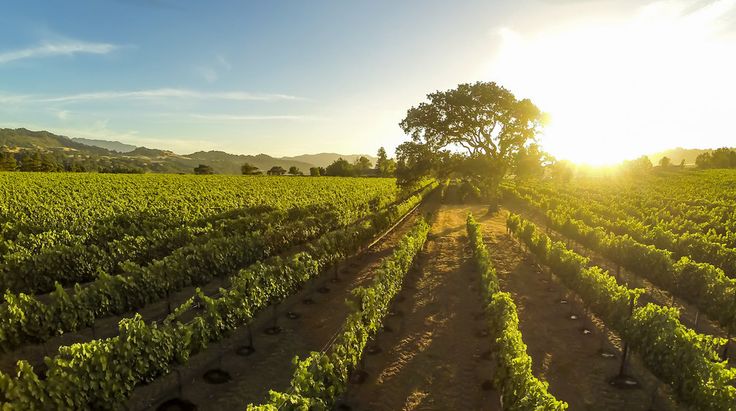 Sunset on the vineyard, Santa Inez, California, USA. | The Best High-Altitude Dr...