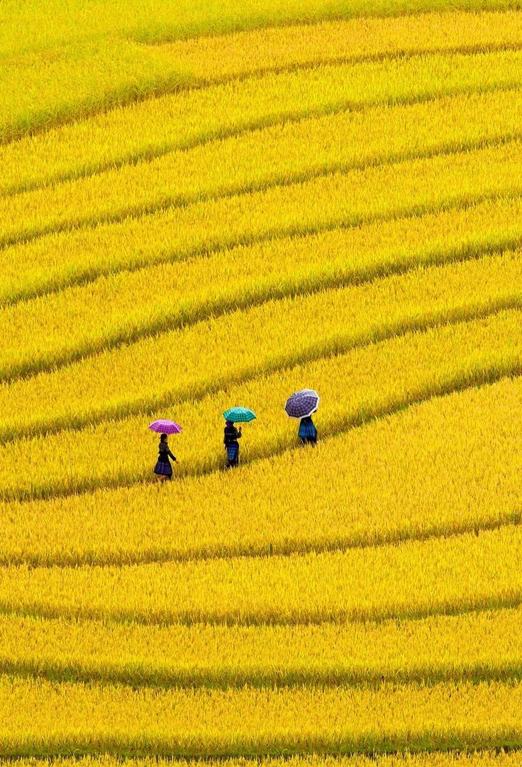 Yellow Field, Vietnam ♥✫✫❤️ *•. ❁.•*❥●♆● ❁ ڿڰۣ❁ L...