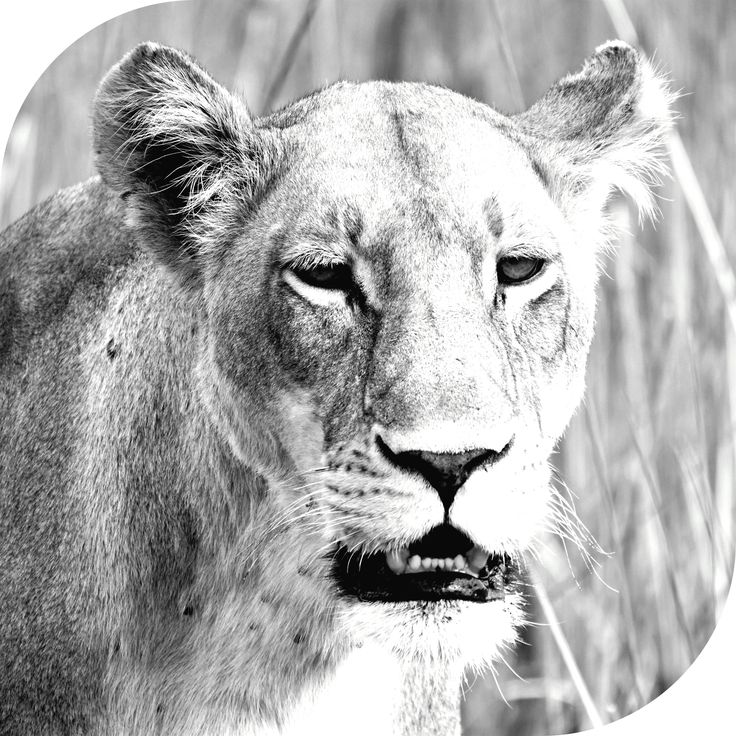 animal lion wildlife 62323   BW    #photography drones india,  #photography gcse...