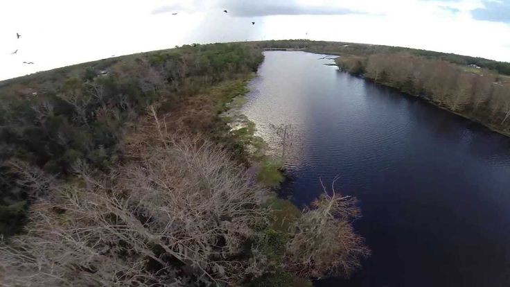 Drone Flying with Florida Vultures - The real birds eye view - www.Hobby...
