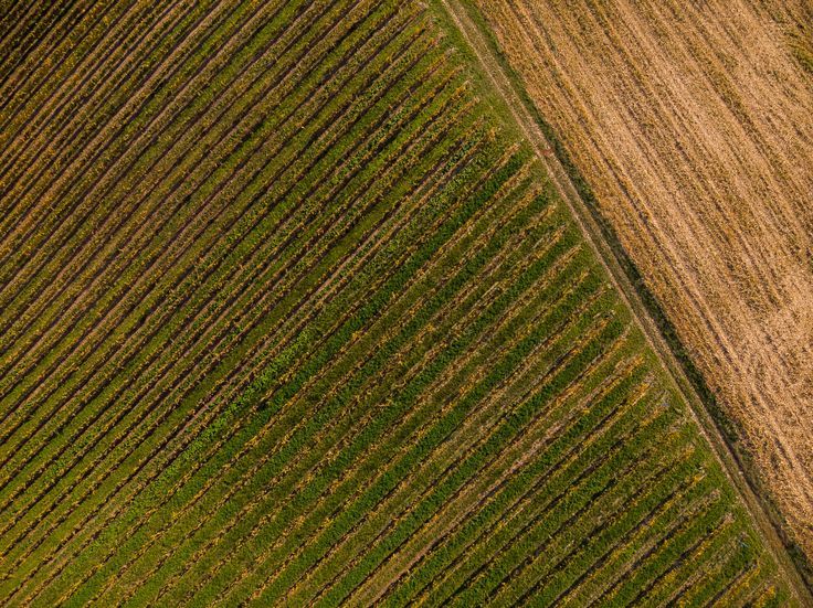 Aerial photography drone : Abstract pattern in vineyards aerial drone view