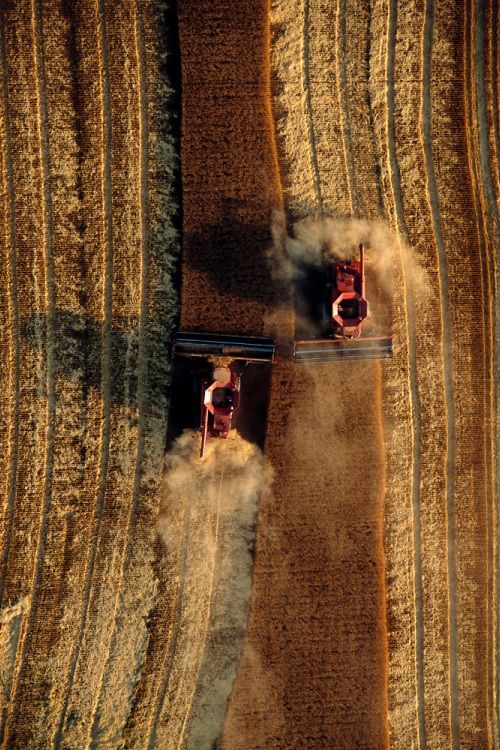 Wheat Harvest, Great Plains