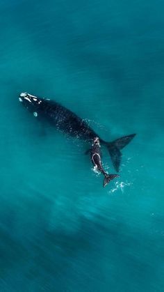 Gentle Giants - #mom Gentle Giants - #mommyandbaby #whales #oceanbeauties | Drone photography ideas | Drone photography | Drones for sale | drones quadcopter | Drones photography | #aerial #dronephotography