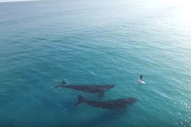Stunning Drone Footage Of A Paddleboarder's Encounter With Two Whales | IFLScience