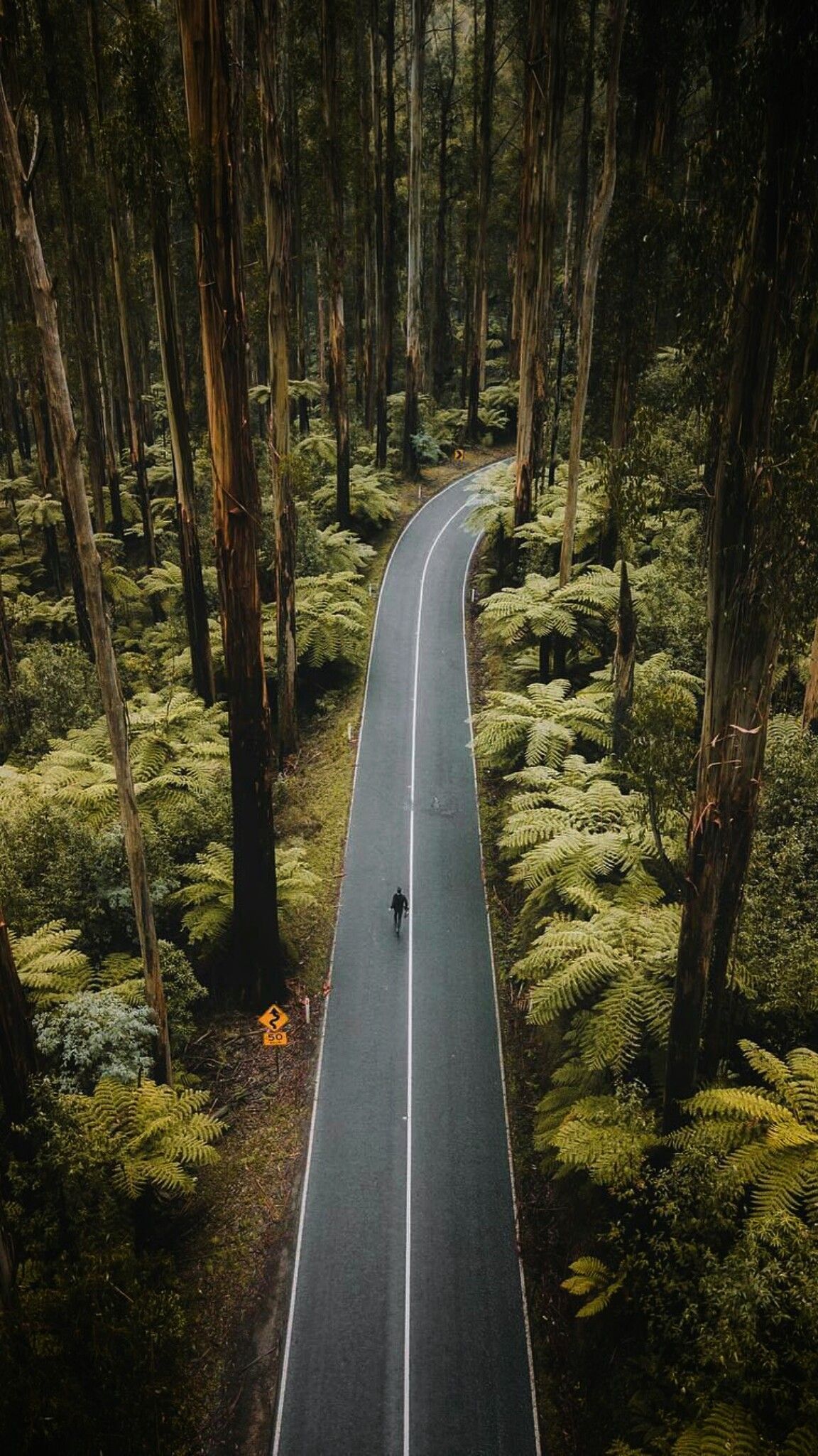 Drive among trees. Nature road.