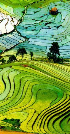 17 Unbelivably Photos Of Rice Fields. Stunning No. #15 AmonGraf
