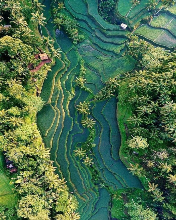 Rice-Terraces from above