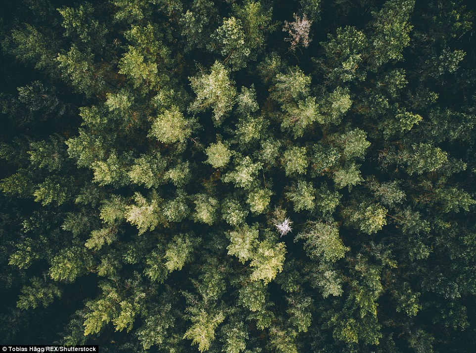 Stunning drone photos of Sweden's ancient and inaccessible forests