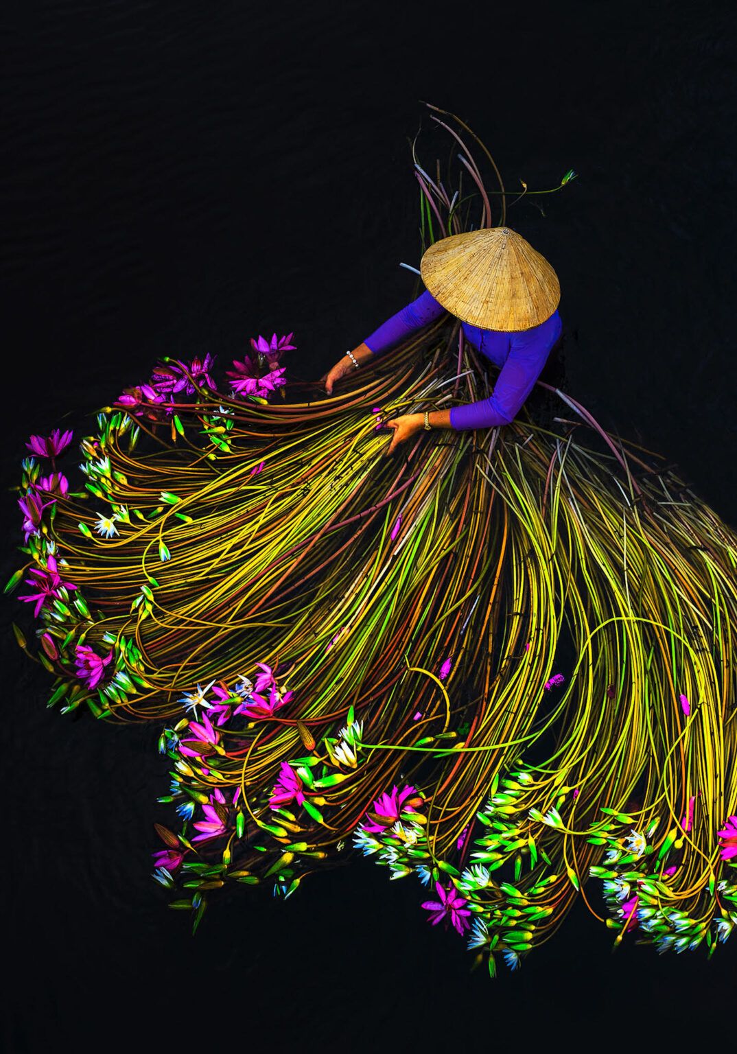 Vivid Photographs by Trung Huy Pham Capture Annual Water Lily Harvest in Vietnam