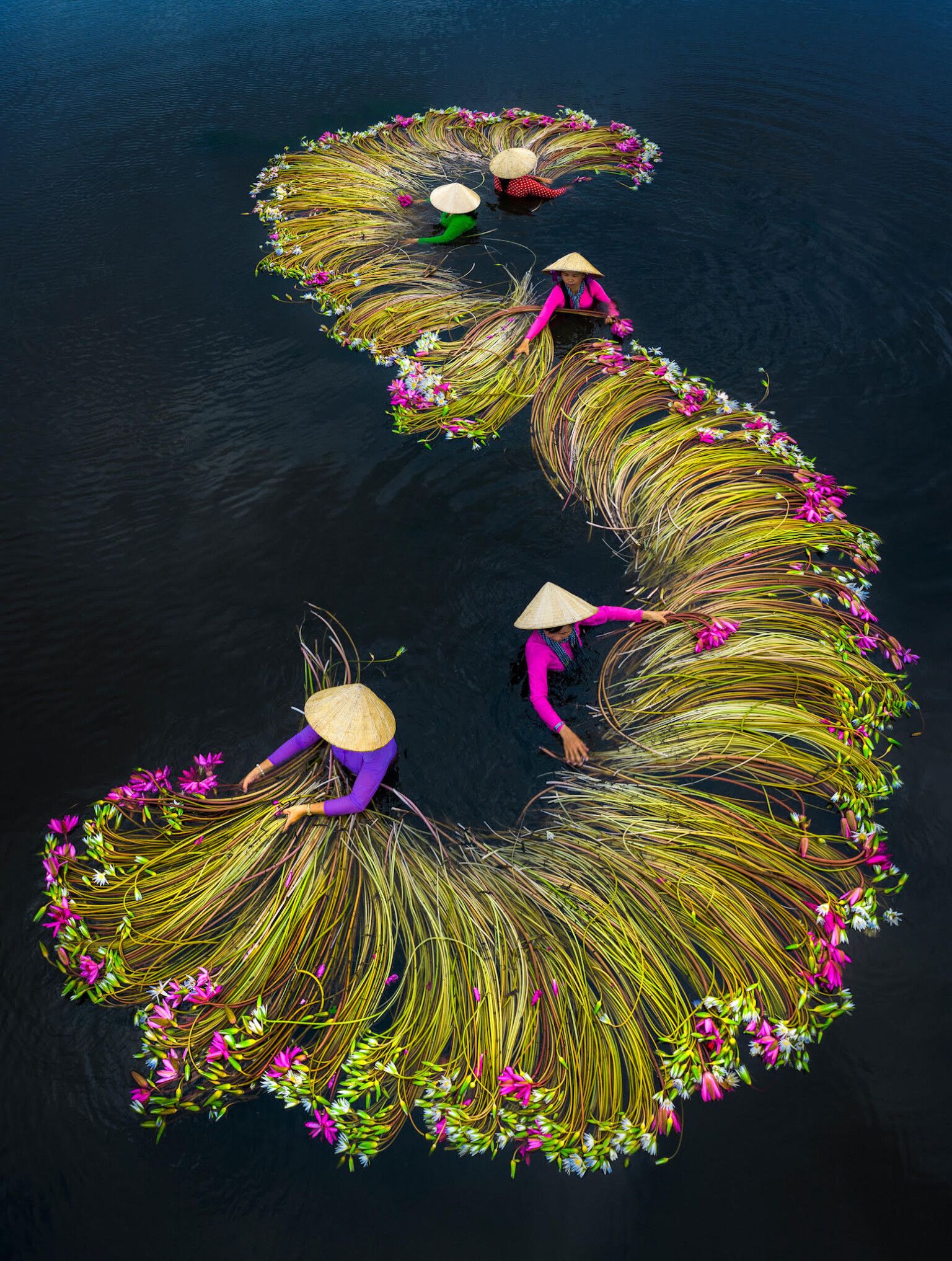 Vivid Photographs by Trung Huy Pham Capture Annual Water Lily Harvest in Vietnam